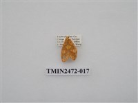 藏品(三色豔苔蛾)的圖片